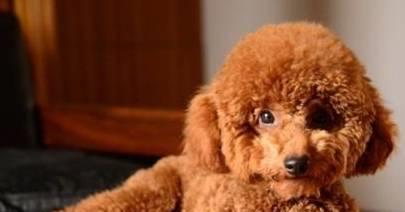 AI创作泰迪犬形象设计及毛发渲染技巧解析