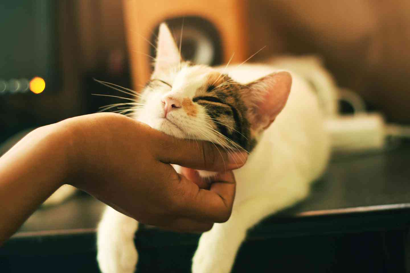 掌握写作新技能：如何使用聊天猫AI辅助对话创作
