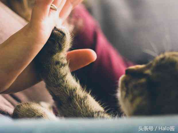 深度互动：全方位揭秘与猫咪的沟通秘诀与技巧