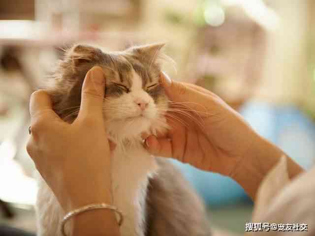 深度互动：全方位揭秘与猫咪的沟通秘诀与技巧