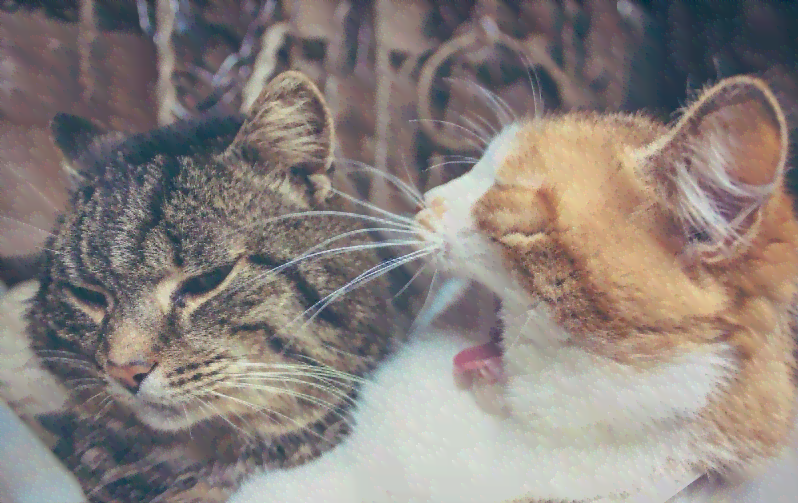 猫咪悄悄话：揭秘猫语趣味对话文案