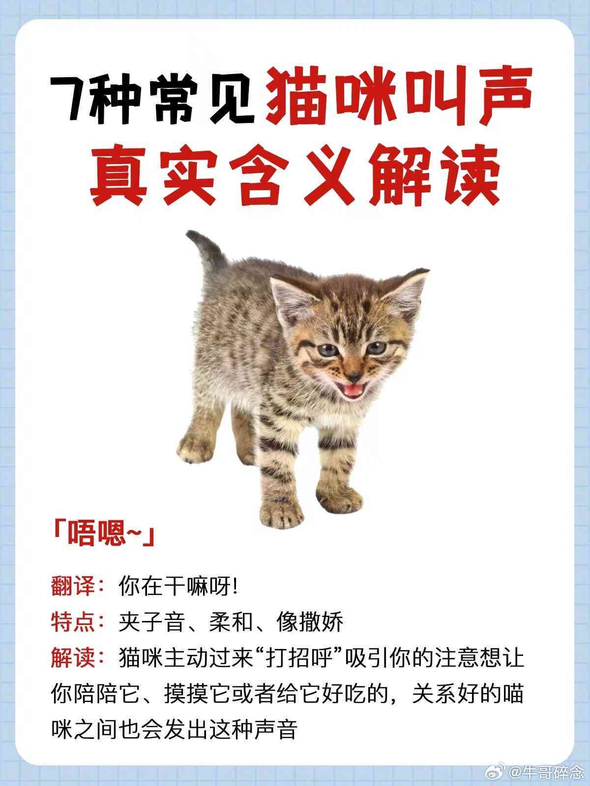 猫咪悄悄话：揭秘猫语趣味对话文案