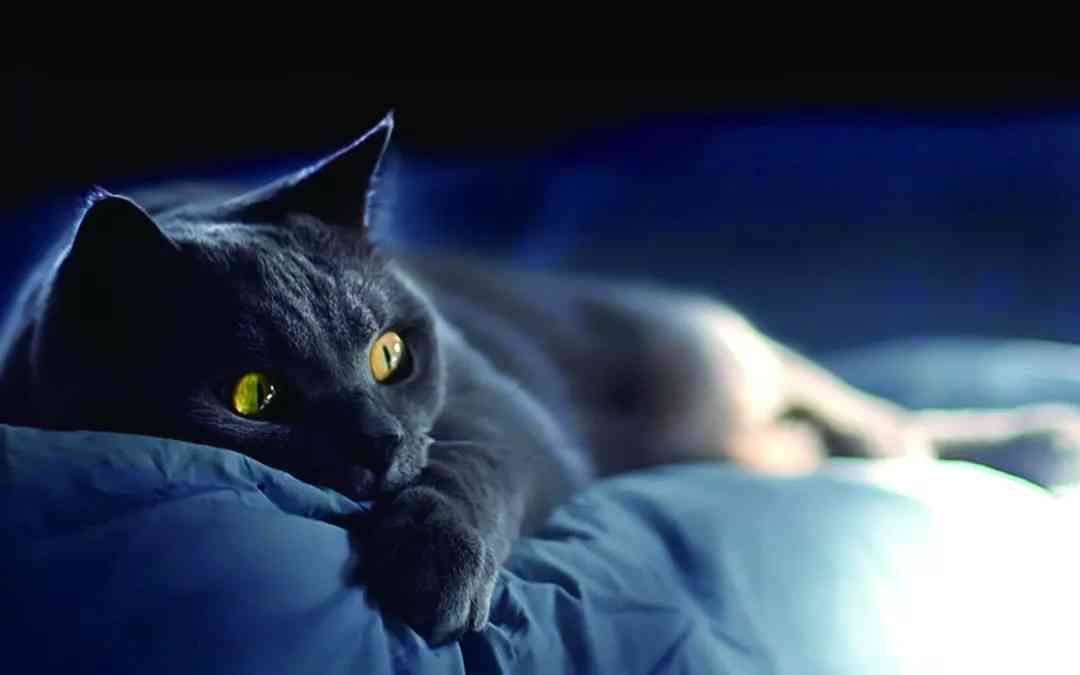 猫咪对话剧情创作指南：涵猫语互动、情感发展与创意构思全解析