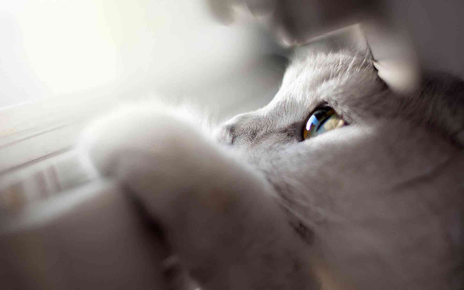 猫咪对话剧情创作指南：涵猫语互动、情感发展与创意构思全解析