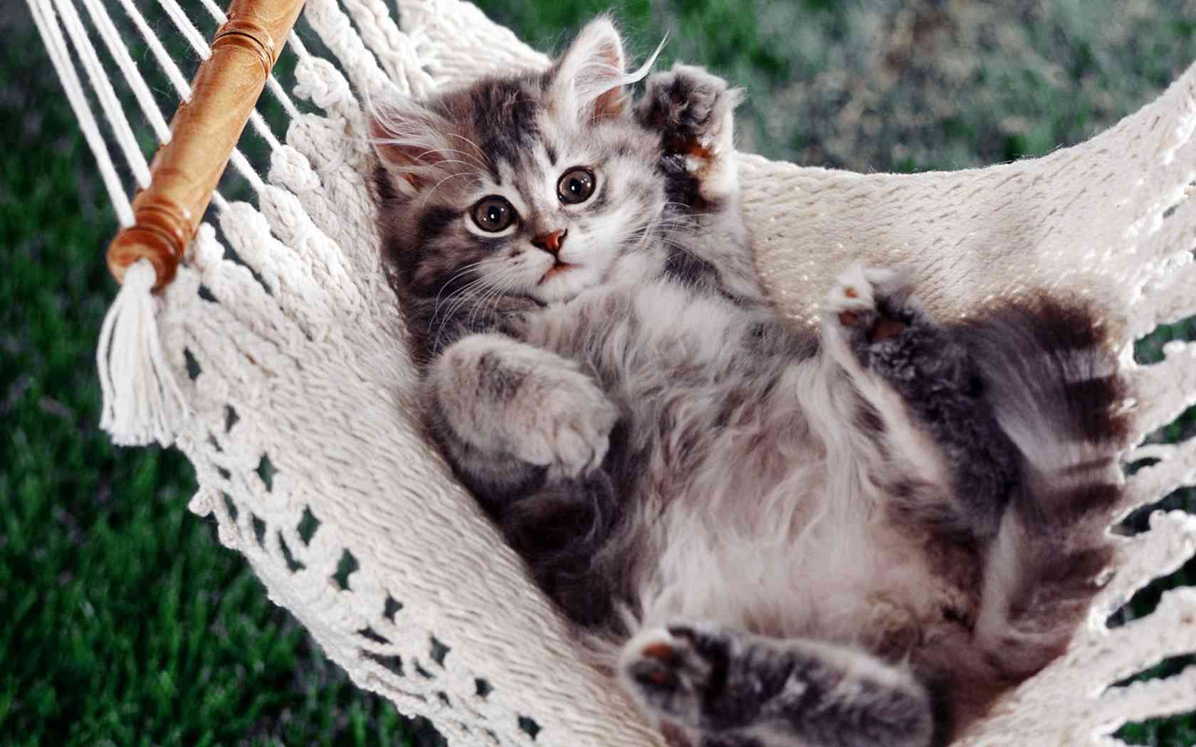 猫咪对话剧情创作指南：涵猫语互动、情感发展与创意构思全解析
