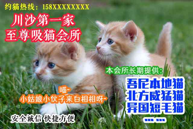 聊天关于猫的话题：大全、搞笑及猫咪相关话题集锦
