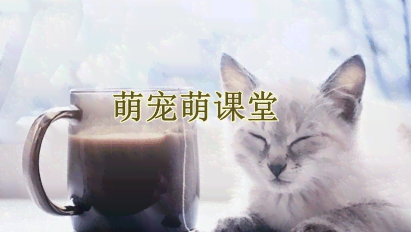 聊天关于猫的话题：大全、搞笑及猫咪相关话题集锦