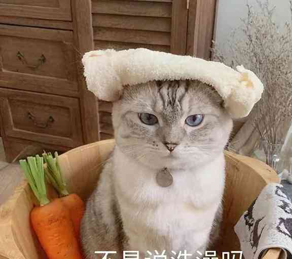 聊天关于猫的话题：大全、搞笑及猫咪相关话题集锦