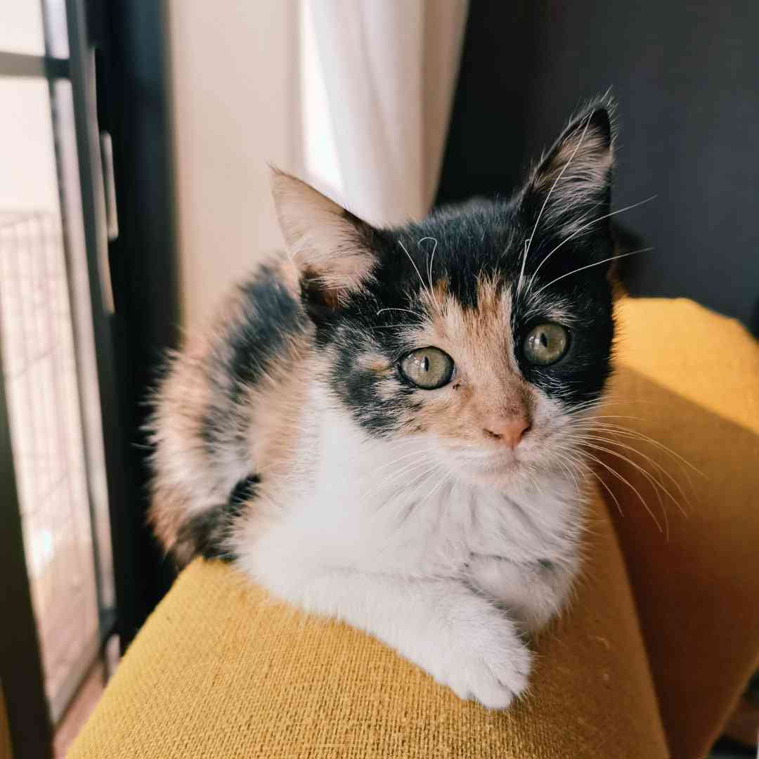 聊天关于猫的话题：大全、搞笑及猫咪相关话题集锦