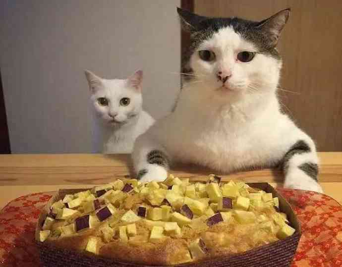 聊天关于猫的话题：大全、搞笑及猫咪相关话题集锦