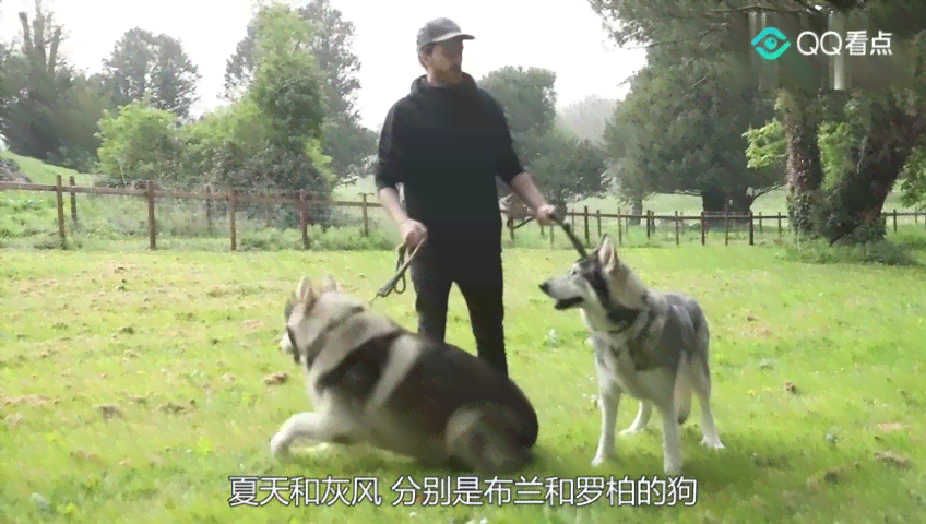 八哥Vlog：全方位攻略与精彩内容集锦，探索Vlog拍摄技巧与创意灵感