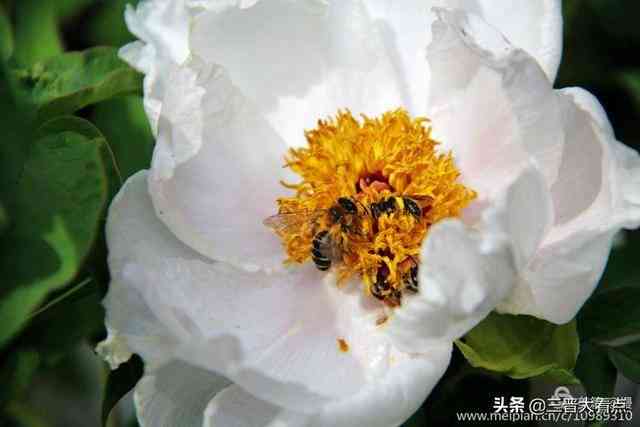 画牡丹花的说说：如何写绘牡丹心情的说说文案