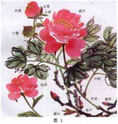 画牡丹花的说说：如何写绘牡丹心情的说说文案