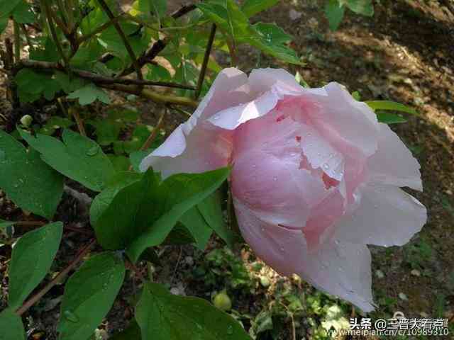 画牡丹花的说说：如何写绘牡丹心情的说说文案