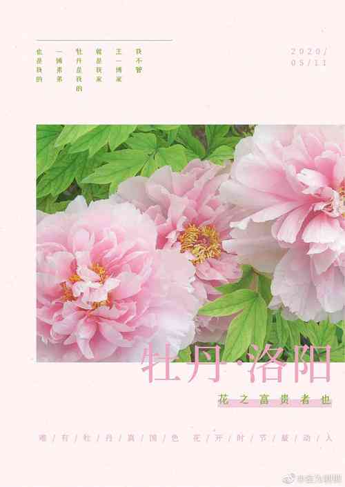 牡丹花会文案：创意句子、主题标语与说说精选集锦
