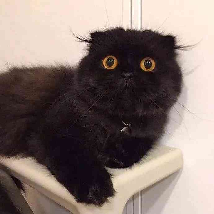 小黑猫平台是干什么的：揭秘其功能与用途