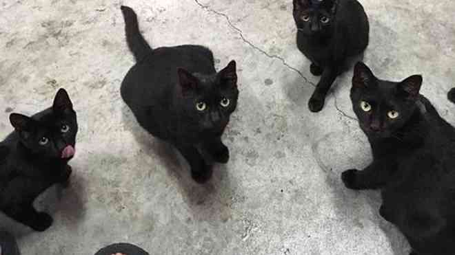 小黑猫平台是干什么的：揭秘其功能与用途