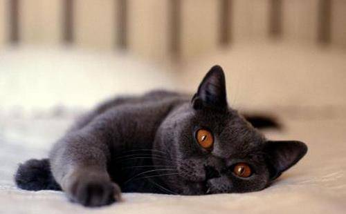 小黑猫平台是干什么的：揭秘其功能与用途