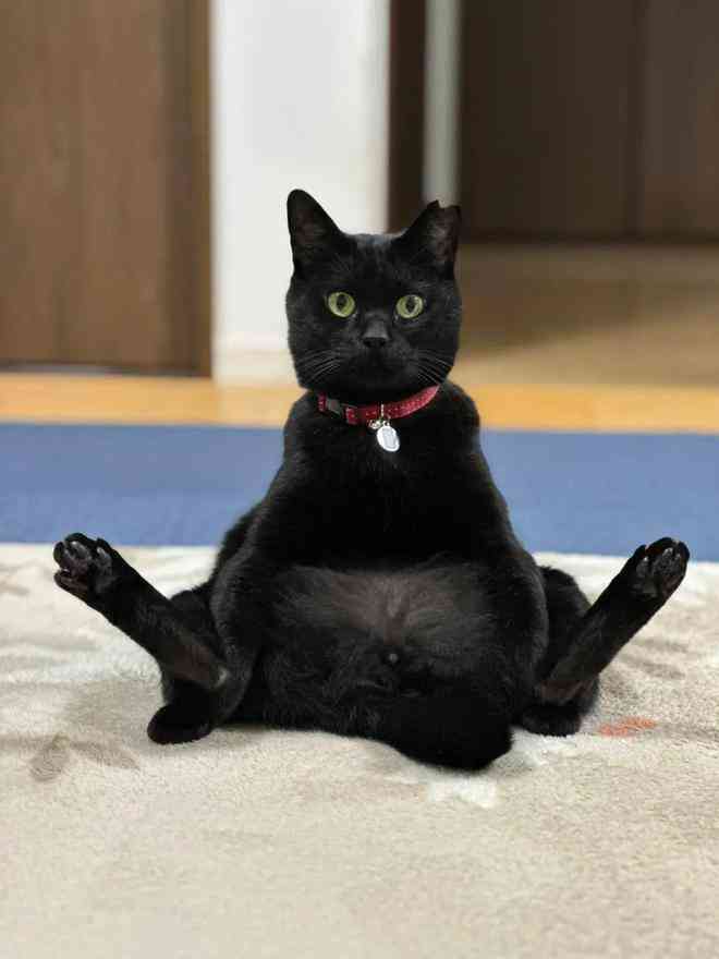 小黑猫平台是干什么的：揭秘其功能与用途
