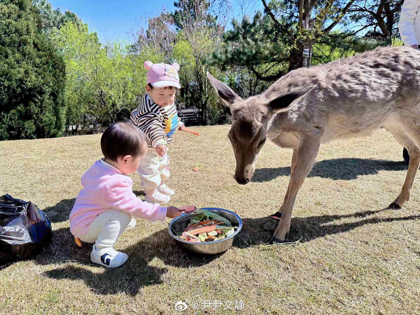 探索投喂乐趣：精选萌动心灵的投喂句子集锦