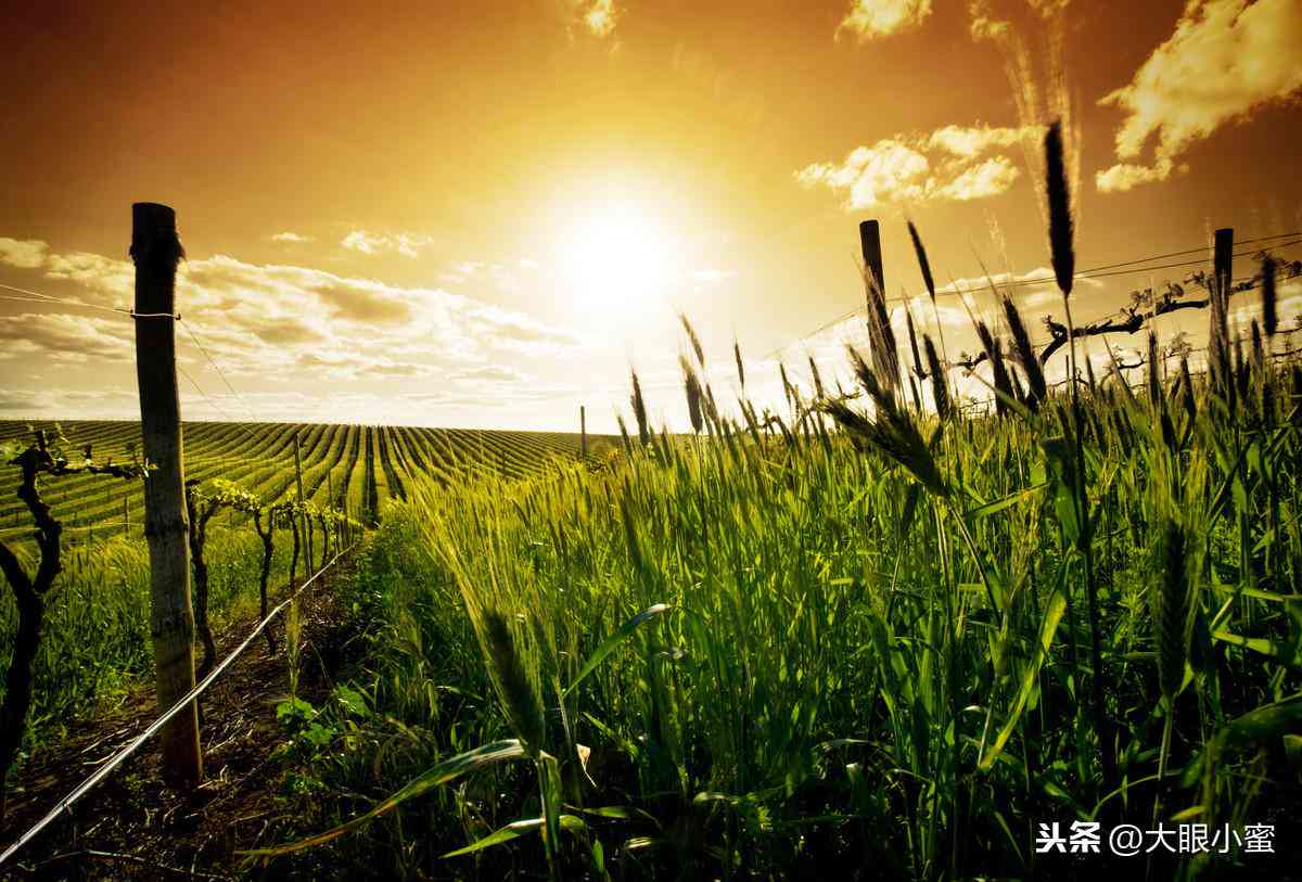 全方位攻略：如何创意分享日常投喂朋友圈，吸引更多点赞与互动