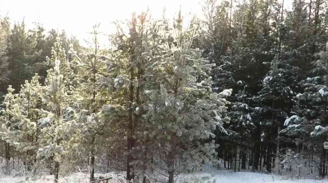 AI绘画冬日雪景创意文案撰写攻略