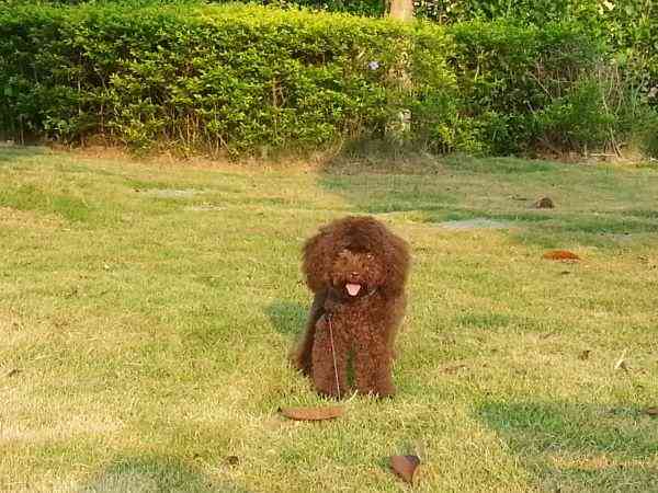 工伤伤残评定：犬伤是否纳入工伤及伤残等级判定标准解析