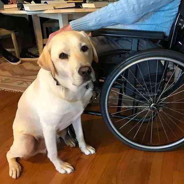 工伤伤残评定：犬伤是否纳入工伤及伤残等级判定标准解析