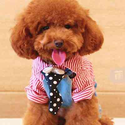 工伤伤残评定：犬伤是否纳入工伤及伤残等级判定标准解析