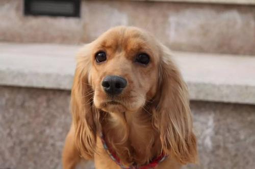 '如何判定犬只伤人中的工伤认定标准与条件'