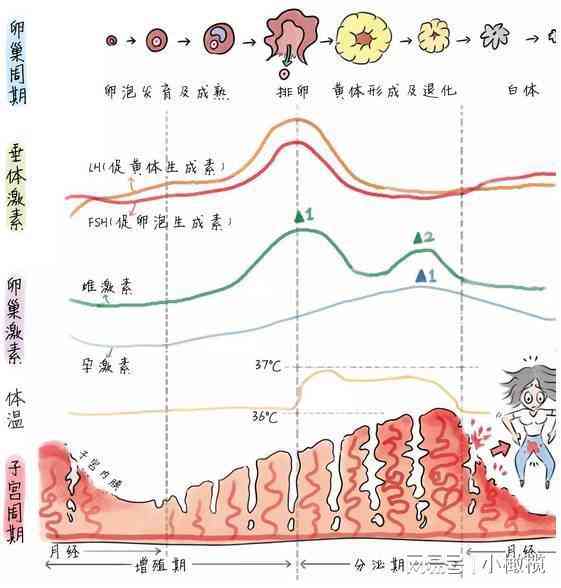女性生命周期解析：AI动画短片全景展现女人不同阶的精彩瞬间