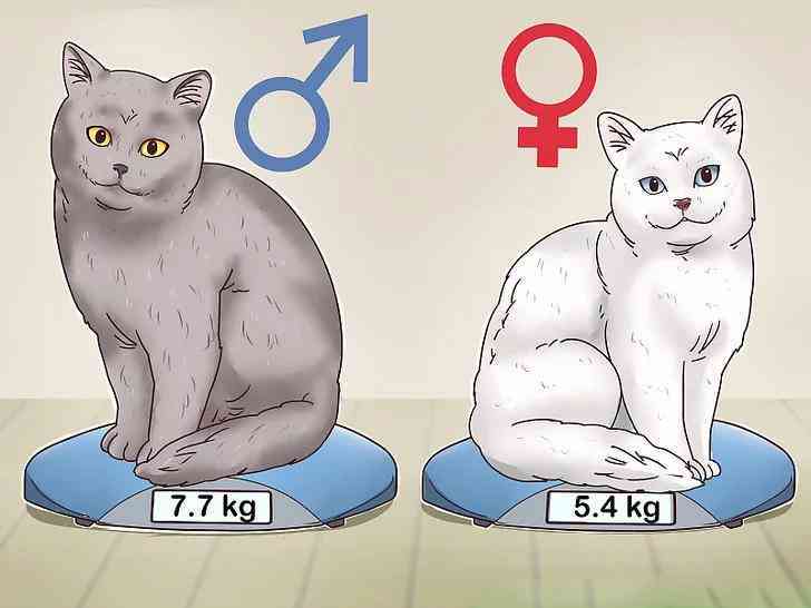 猫咪绘画指南：从基础技巧到创意设计，全方位解析如何画猫