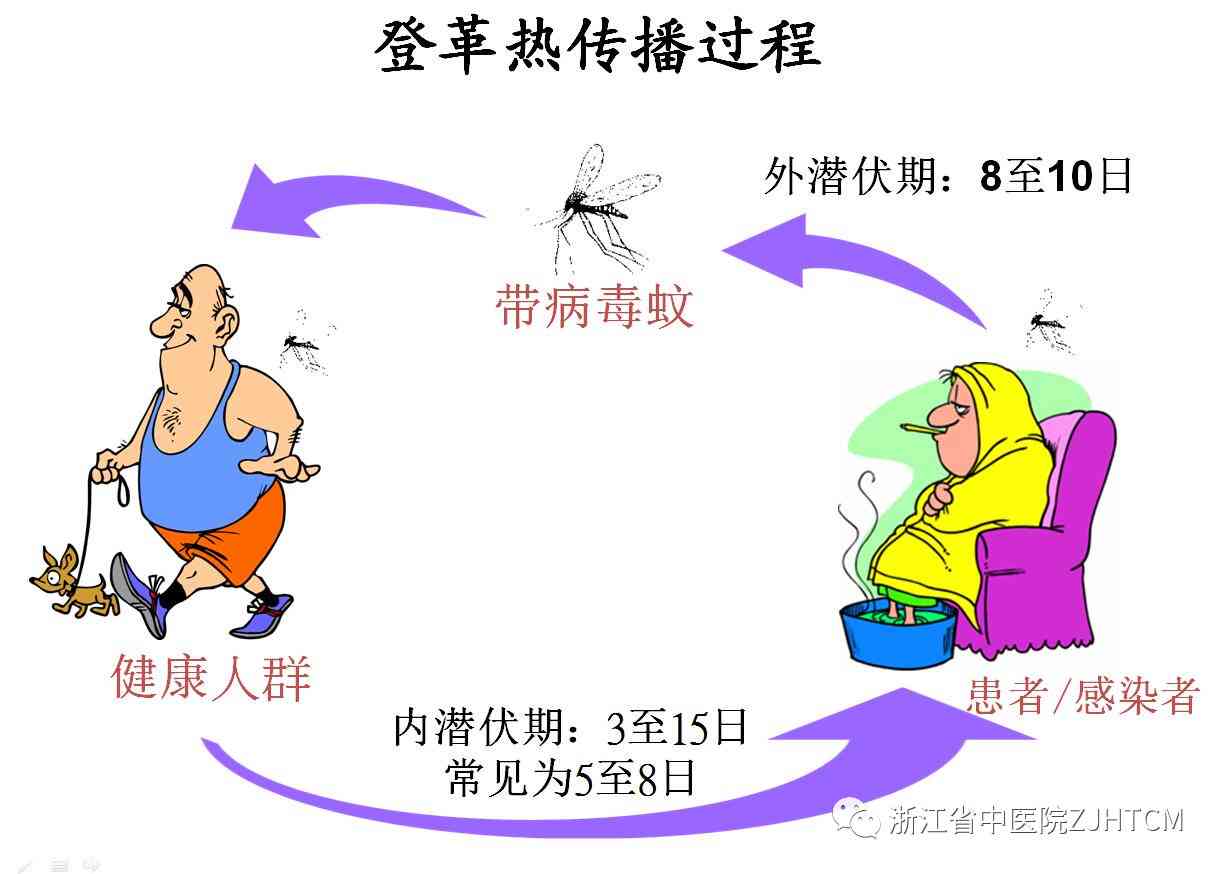 登革热能自愈吗：治疗、红疹、传染途径、住院必要性及新闻资讯
