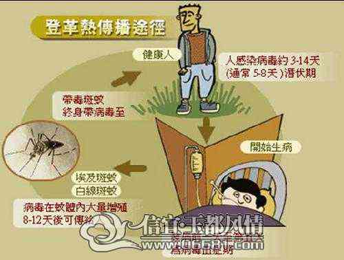 '探讨登革热患者生存期限及治疗策略'