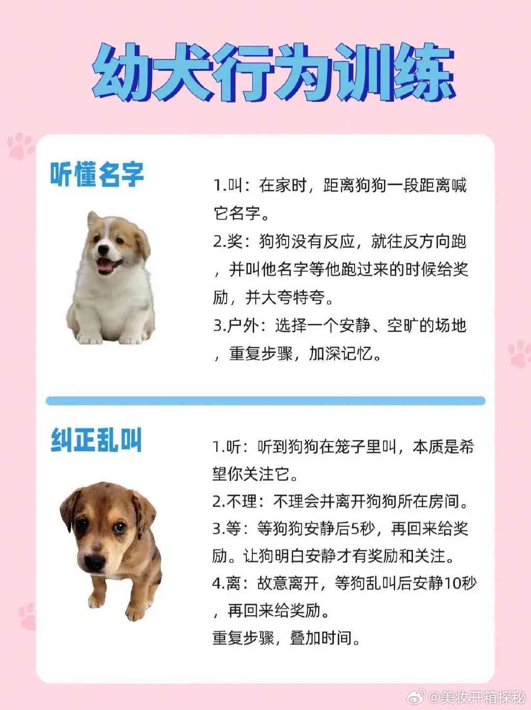 小狗成长记：作文系列第1集，全面记录幼犬生活点滴与训练心得