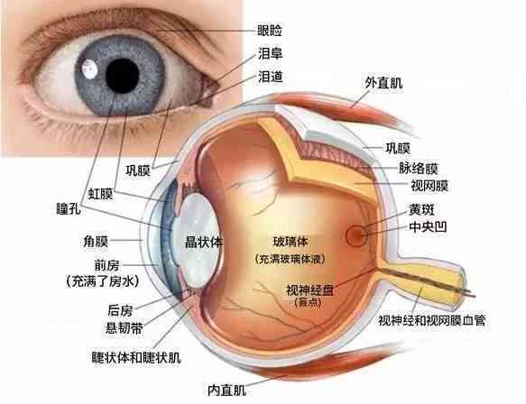 结合医学法医学视角：虹膜损伤与视力下降的眼部轻伤鉴定细则