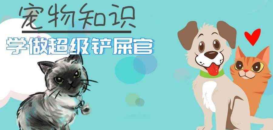 驯服小猫咪：轻松掌握四大驯养技巧，让小猫驯服轻而易举