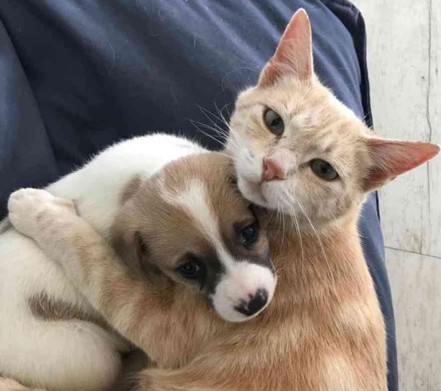 驯服小猫咪：轻松掌握四大驯养技巧，让小猫驯服轻而易举