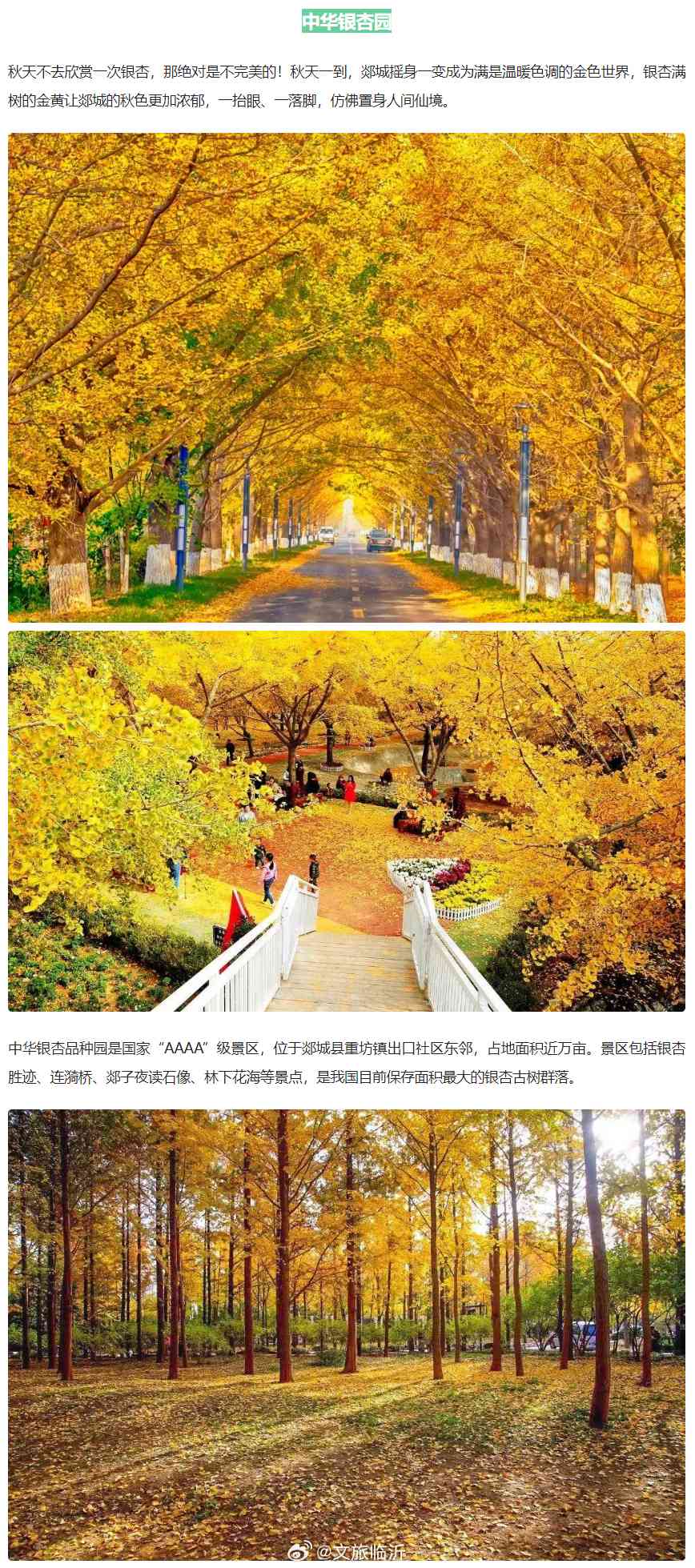 金秋风情：全方位解析秋日美景与生活点滴的馨软文