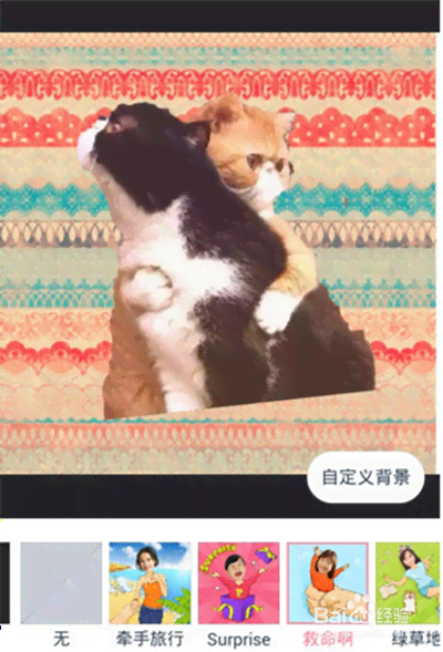 柔攻略：如何巧妙驯服顽皮小猫咪