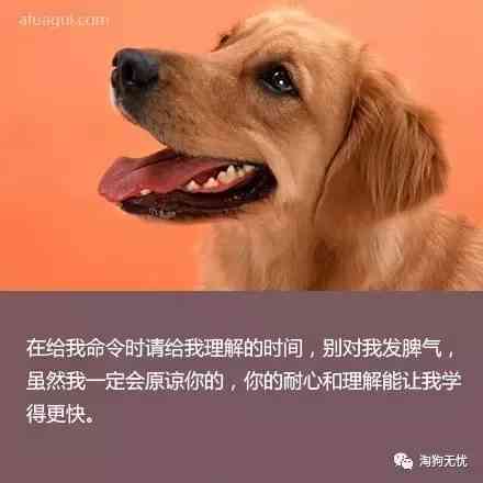 宠物犬创意文案精选句子集锦