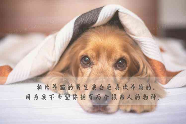 宠物犬创意文案精选句子集锦
