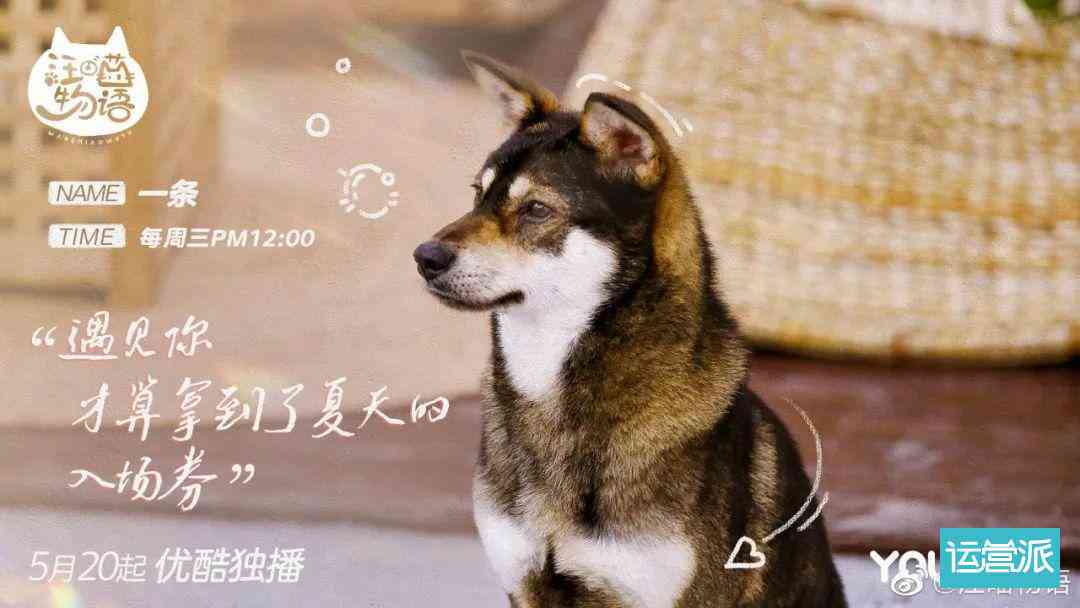 宠物犬创意文案精选句子集锦