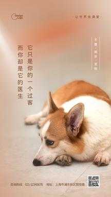 宠物犬创意文案精选句子集锦