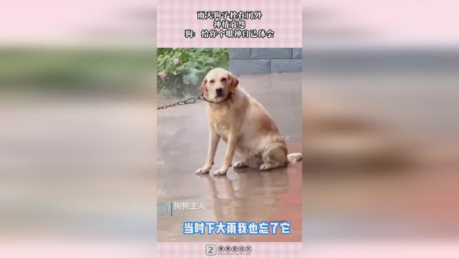 狗狗故事汇编：精选感人文案，深度探索宠物情感与陪伴