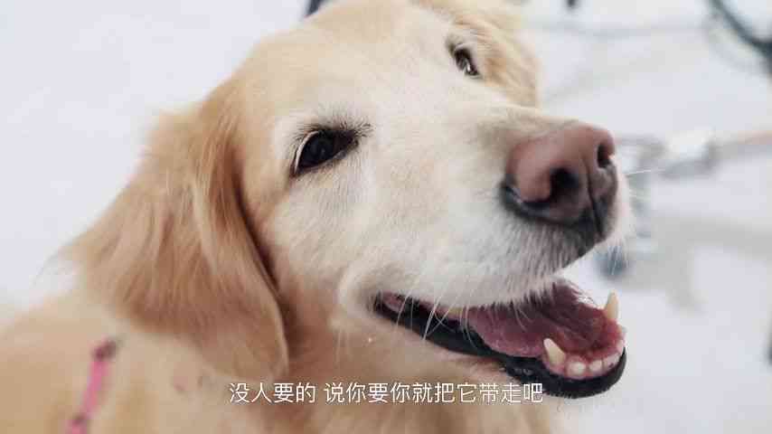 狗狗的魅力：情感满满的狗狗文案创作指南