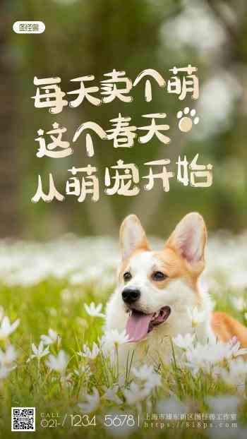 狗狗的魅力：情感满满的狗狗文案创作指南