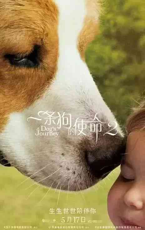 全方位解析：狗狗的治愈系文案与情感陪伴指南