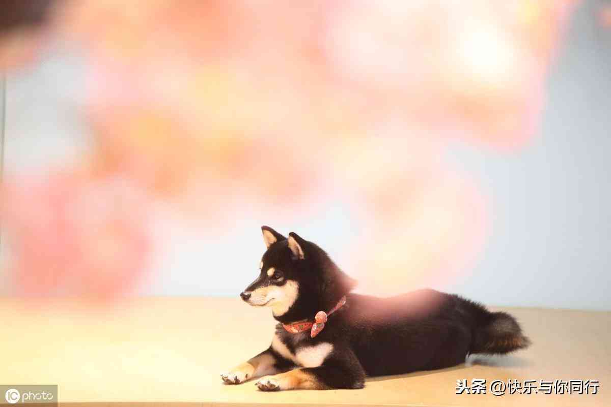 关于狗狗的文案简短：幽默、英文、励志集锦