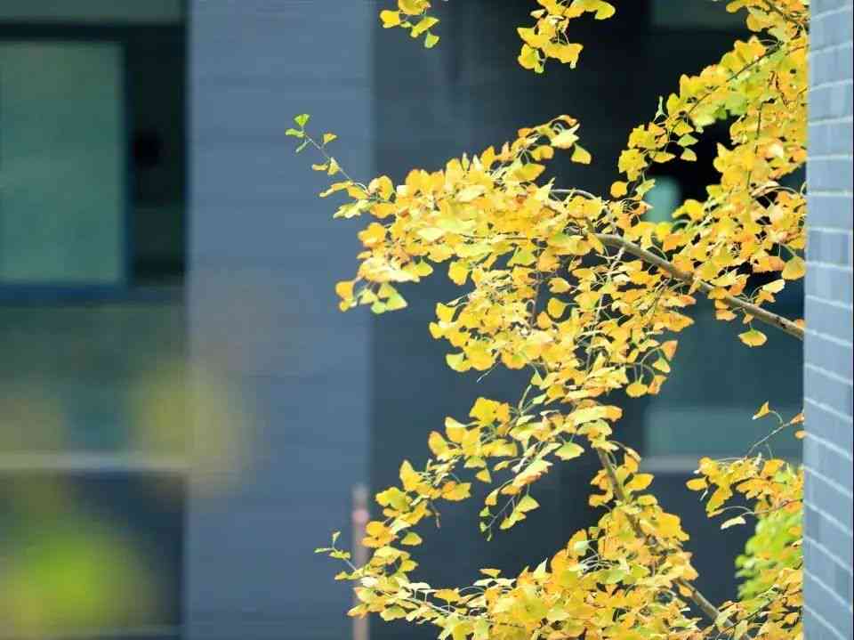 金秋印象：诗意栖息的柔软时光